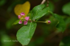 Malpighia punicifolia var. obovata